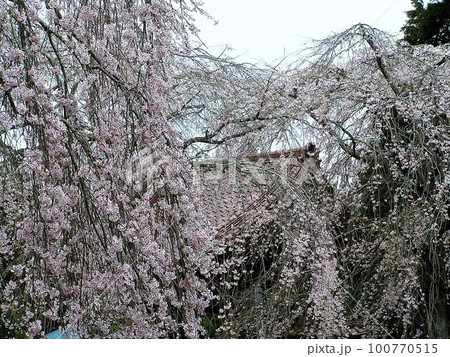 妙宣寺のしだれ桜 妙宣寺のしだれ桜 100770515