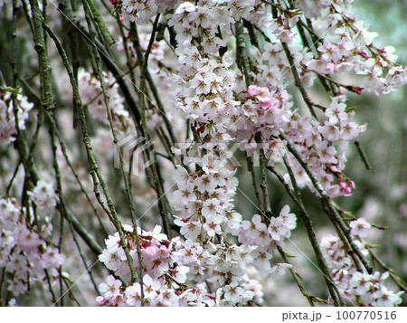 妙宣寺のしだれ桜 妙宣寺のしだれ桜 100770516