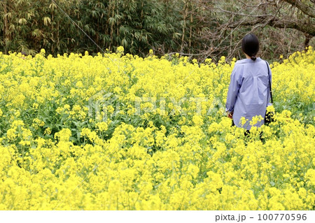 菜の花畑　犬寄峠の黄色い丘で立つ女性 100770596