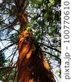 A photo of a large pine tree from below. 100770610