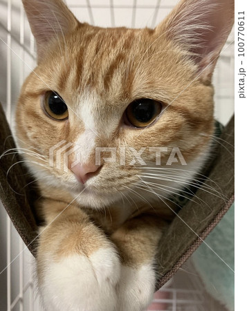 優雅な猫 100770611