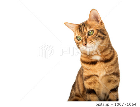 Funny muzzle of a Bengal cat with a displeased expression. 100771064