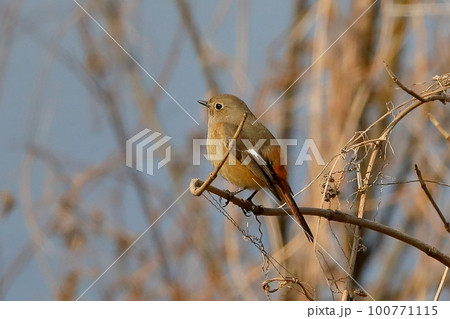埼玉県比企郡川島町越辺川白鳥飛来地のジョウビタキのメス 100771115
