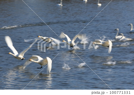 埼玉県比企郡川島町越辺川の白鳥飛来地 川面を助走して飛び立つコハクチョウ 埼玉県比企郡川島町越辺川の白鳥飛来地 川面を助走して飛び立つコハクチョウ 100771331