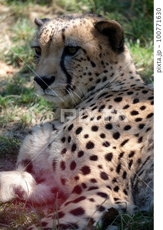 Cheetah; Acinonyx jubatus 100771630