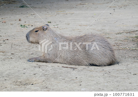 Capybara - Kapibara (Hydrochoerus hydrochaeris), the largest living rodent in the world 100771631