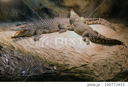 Crocodile 100771633