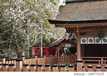 津島神社のサクラ 100773225