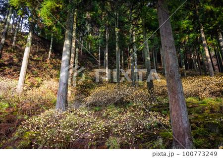 不動尻 満開のミツマタの群生地 不動尻 満開のミツマタの群生地 100773249