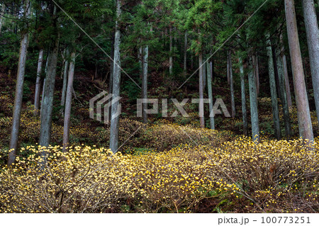 不動尻　満開のミツマタの群生地　 100773251