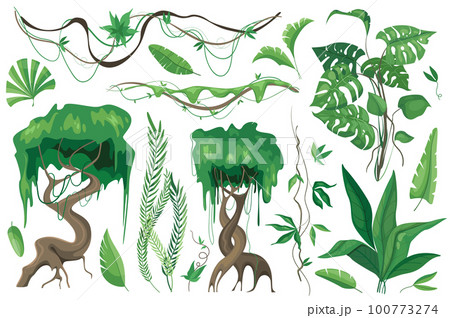 Tropical plants and lianes set graphic elements in flat design. Bundle of different type exotic trees and leaves, wild flora and other green jungle foliage. Vector illustration isolated objects Tropical plants and lianes set graphic elements in flat design. Bundle of different type exotic trees and leaves, wild flora and other green jungle foliage. Vector illustration isolated objects 100773274