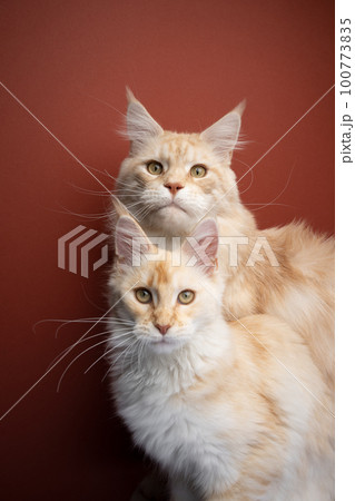 Father and son. Adult Maine, coon cat and young kitten Father and son. Adult Maine, coon cat and young kitten 100773835