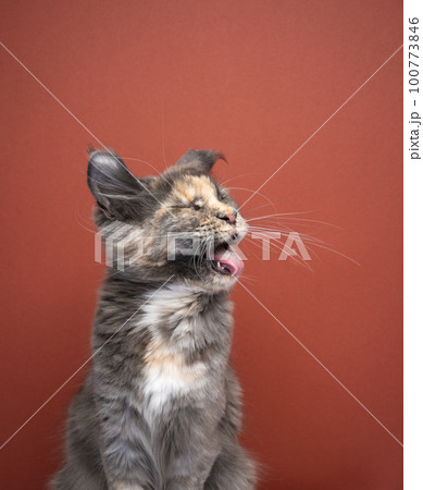 Funny disgusted cat shaking head 100773846