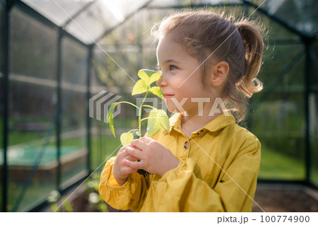 Little girl smelling pepper plant, when transplanting it in eco greenhouse, learn gardening. 100774900