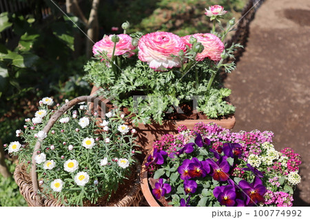 花の寄せ植え＆花の寄せ鉢 100774992