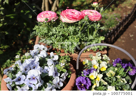 花の寄せ植え&花の寄せ鉢 花の寄せ植え&花の寄せ鉢 100775001