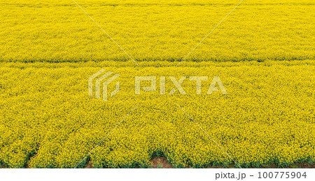 Yellow raps field. Aerial drone view, Top view Yellow raps field. Aerial drone view, Top view 100775904
