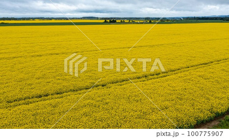 Yellow raps field. Aerial drone view, Top view Yellow raps field. Aerial drone view, Top view 100775907