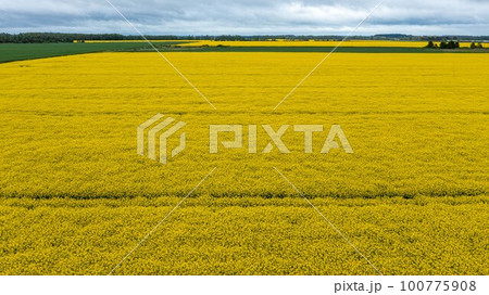 Yellow raps field. Aerial drone view, Top view 100775908