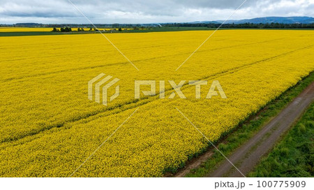 Yellow raps field. Aerial drone view, Top view Yellow raps field. Aerial drone view, Top view 100775909