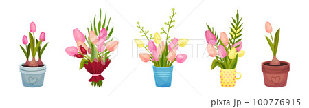 Bouquet of Tulip Flowers in Pot and Wrap Vector Set 100776915
