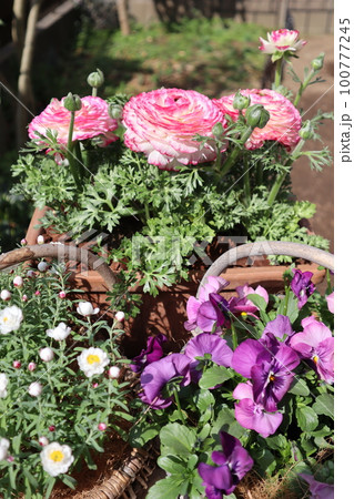 花の寄せ植え&花の寄せ鉢 花の寄せ植え&花の寄せ鉢 100777245