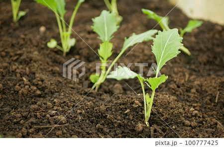 Kohlrabi greenhouse foil seedlings young planting tuber bio detail field lettuce spinach root crop turnip German white farm farming garden stem growing organic Brassica oleracea gongylodes Europe Kohlrabi greenhouse foil seedlings young planting tuber bio detail field lettuce spinach root crop turnip German white farm farming garden stem growing organic Brassica oleracea gongylodes Europe 100777425