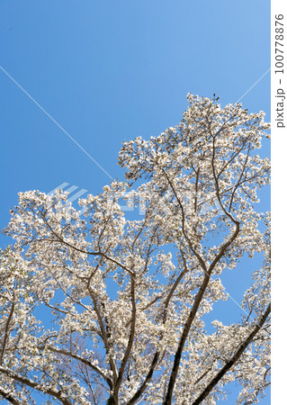 姫木蓮 姫木蓮 100778876