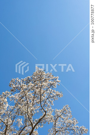 姫木蓮 姫木蓮 100778877