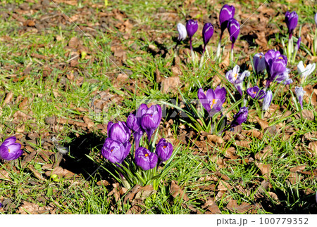 Field with crocuses flowers. The Crocus flavus - part of the family Iridacea. 100779352