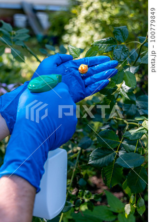 treatment in the garden of young shoots of roses from aphids, whiteflies and insect pests treatment in the garden of young shoots of roses from aphids, whiteflies and insect pests 100779849