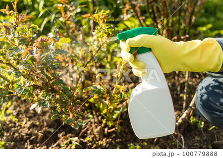 Treatment of roses from pests, aphids and fungi. Remedy for roses from diseases and pests. 100779888