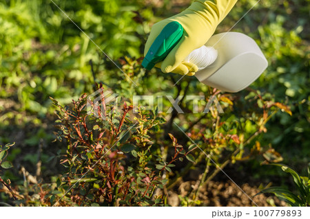 Treatment of roses from pests, aphids and fungi. Remedy for roses from diseases and pests. 100779893