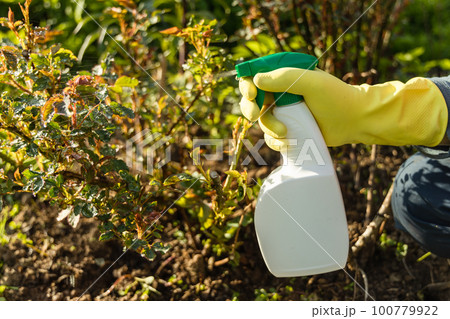 Treatment of roses from pests, aphids and fungi. Remedy for roses from diseases and pests. 100779922