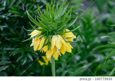 Close up of yellow fritillaria imperialis flowers on the spring time Close up of yellow fritillaria imperialis flowers on the spring time 100779930