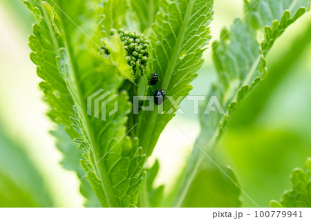 close-up flea beetle black insect with dung on leaf 100779941