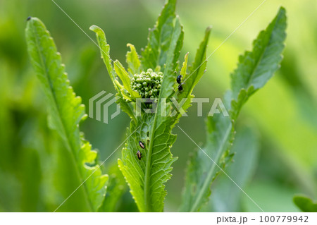 close-up flea beetle black insect with dung on leaf 100779942