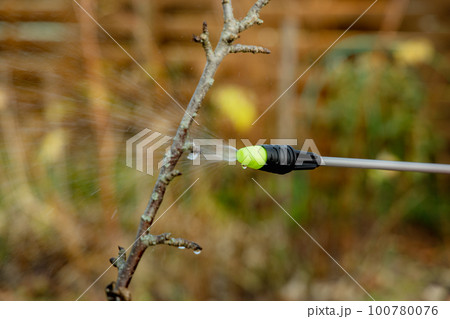 Spraying fruit trees with a pump sprayer with insecticides and fungicides in the spring season 100780076