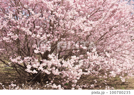 春めき桜 100780235