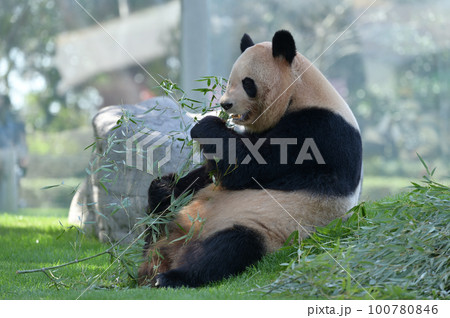 おいしそうに竹を食べる良浜 100780846