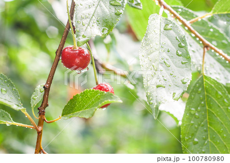 cherries on a branch in the rain cherries on a branch in the rain 100780980