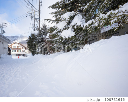 【日本】新潟、除雪された歩道と並木 【日本】新潟、除雪された歩道と並木 100781616
