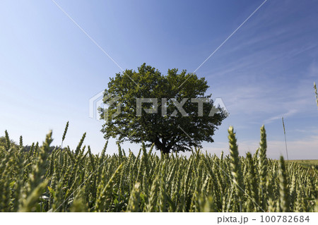 A lonely growing oak tree in a field with cereals 100782684