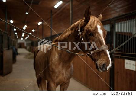 Portrait of young purebred stallion tied standing in stalls Portrait of young purebred stallion tied standing in stalls 100783361
