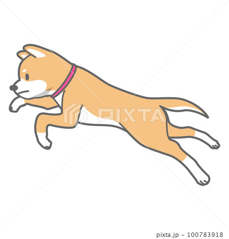 ジャンプする柴犬のベクターイラストのイラスト素材 [100783918] - PIXTA