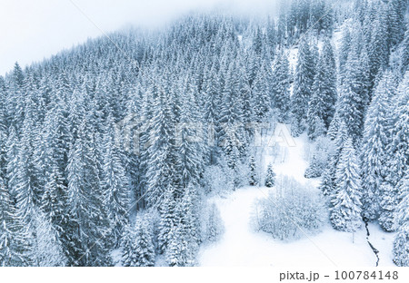 Aerial image from the top of snowy mountain pines in the middle of the winter 100784148