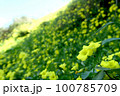 満開の黄色い花の咲く丘 100785709