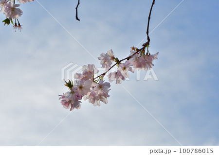 フランス、パリ。モンソー公園に咲いている桜。2022年3月14日撮影。 100786015