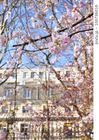 フランス、パリ。モンソー公園に咲いている桜。2022年3月14日撮影。 100786016