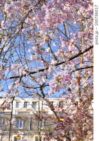 フランス、パリ。モンソー公園に咲いている桜。2022年3月14日撮影。 100786017